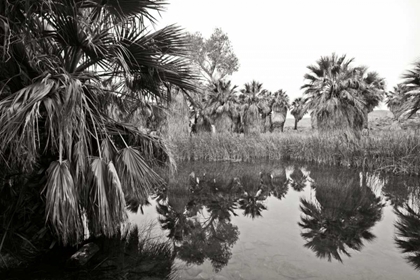Picture of ANCIENT PALMS II