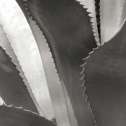 Picture of AGAVE I