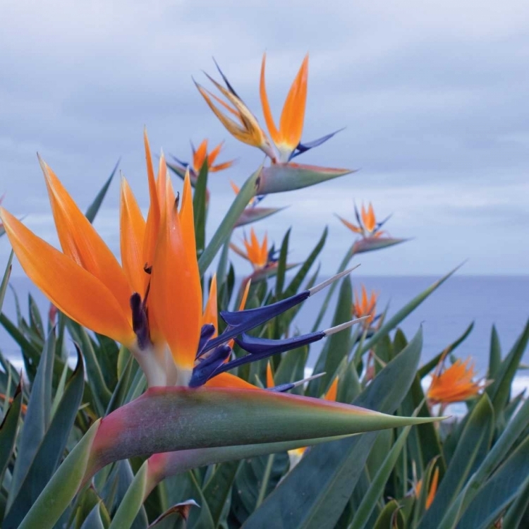 Picture of BIRD OF PARADISE I