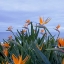 Picture of BIRDS OF PARADISE II