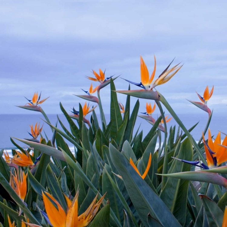 Picture of BIRDS OF PARADISE II
