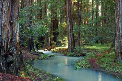 Picture of REDWOOD FOREST I