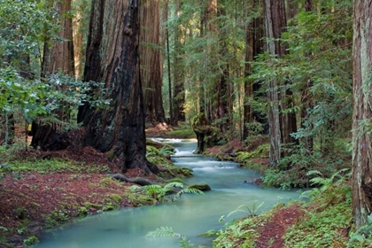 Picture of REDWOOD FOREST II