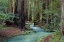 Picture of REDWOOD FOREST II