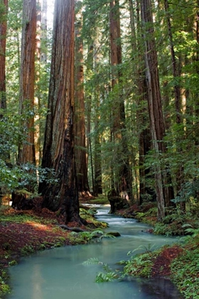 Picture of REDWOOD FOREST III