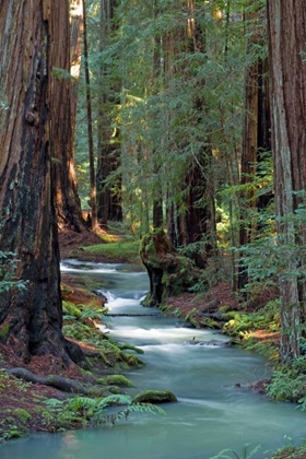 Picture of REDWOOD FOREST IV