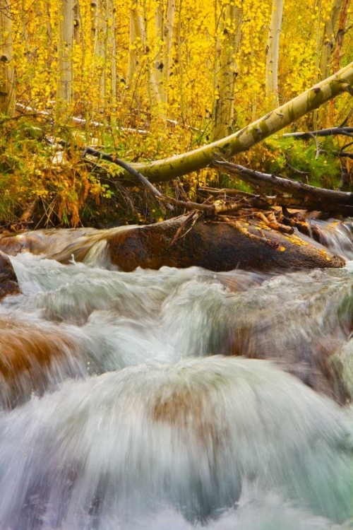 Picture of AUTUMN BROOK