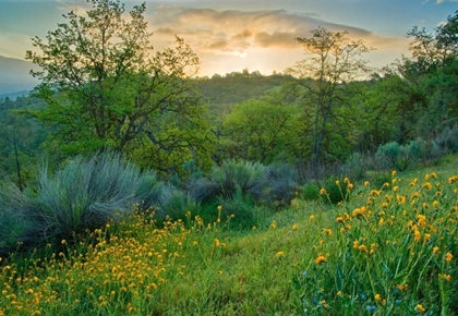 Picture of CALIENTE SPRING I