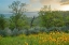 Picture of CALIENTE SPRING II