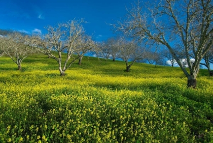 Picture of MUSTARD FACTORY I