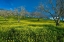 Picture of MUSTARD FACTORY I