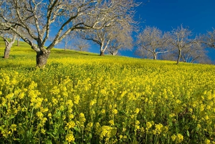 Picture of MUSTARD FACTORY II