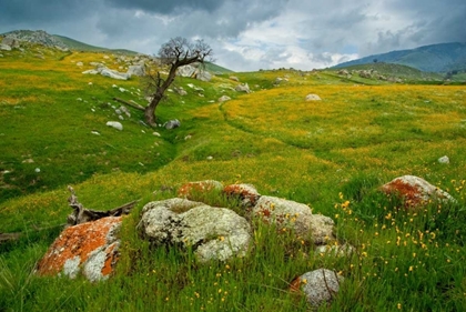 Picture of TRAIL NORTHWARD