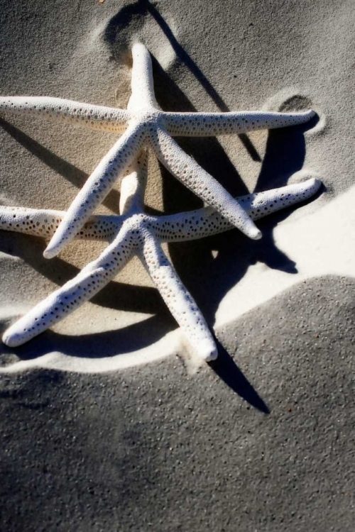 Picture of SEA STARS I