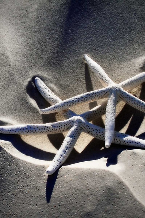 Picture of SEA STARS II