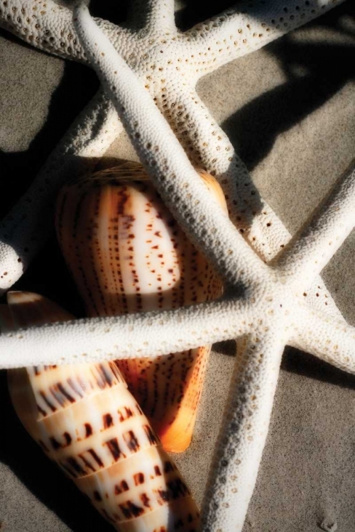 Picture of SHELLS BY THE SEA II