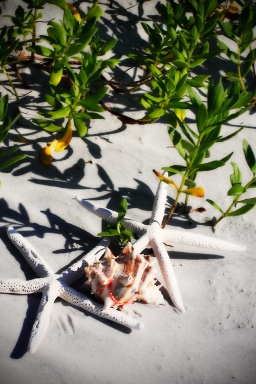 Picture of SHELLS BY THE SEA III