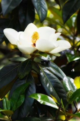 Picture of FRAGRANT FLOWER I