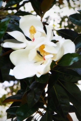 Picture of FRAGRANT FLOWER II