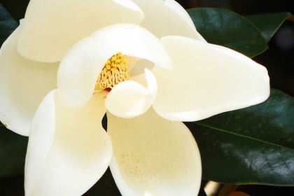 Picture of SOUTHERN MAGNOLIA I