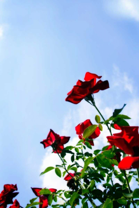 Picture of SUNLIT ROSES