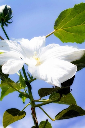 Picture of HIBISCUS I