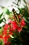 Picture of BAIRDS SWALLOWTAIL I