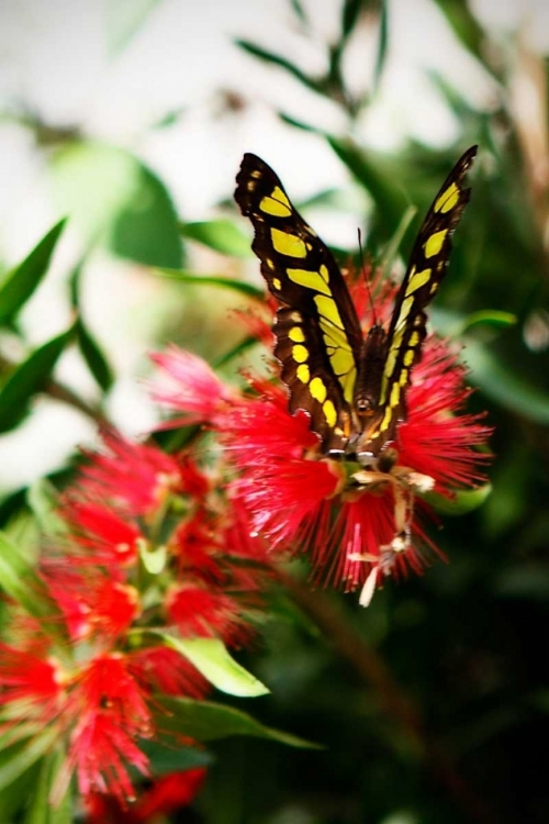 Picture of BAIRDS SWALLOWTAIL I