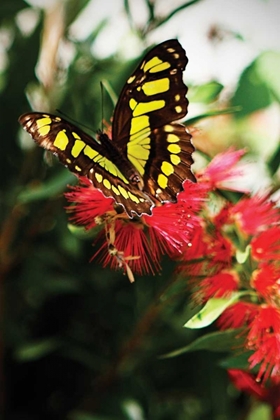 Picture of BAIRDS SWALLOWTAIL II