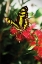Picture of BAIRDS SWALLOWTAIL II