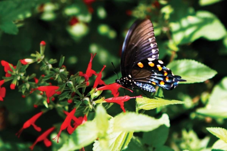 Picture of PIPEVINE SWALLOWTAIL