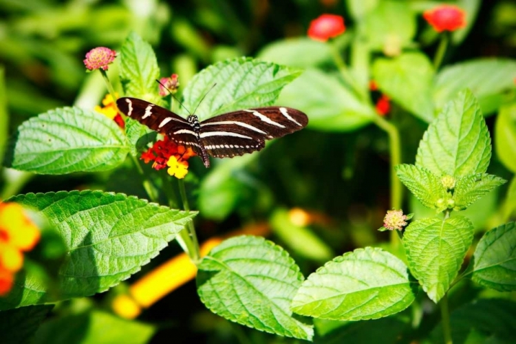 Picture of ZEBRA LONGWING