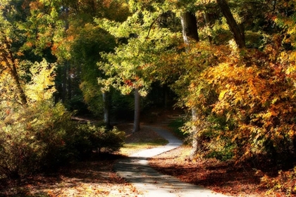 Picture of AUTUMN PATHWAY I