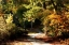 Picture of AUTUMN PATHWAY I