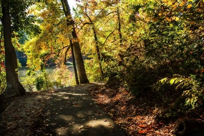 Picture of AUTUMN PATHWAY II