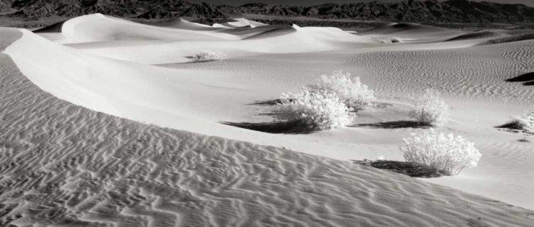 Picture of DEATH VALLEY DUNES II