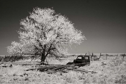 Picture of TRUCK AND TREE