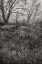 Picture of COUNTRY SERENITY I