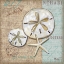 Picture of LINEN SHELLS II