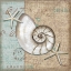Picture of LINEN SHELLS III