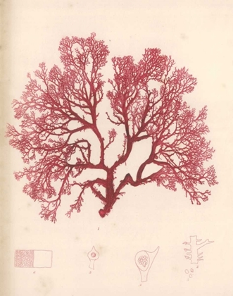 Picture of RED BOTANICAL STUDY I