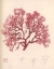 Picture of RED BOTANICAL STUDY I