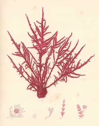 Picture of RED BOTANICAL STUDY II