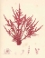 Picture of RED BOTANICAL STUDY II