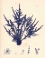 Picture of BLUE BOTANICAL STUDY II