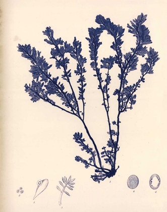 Picture of BLUE BOTANICAL STUDY III