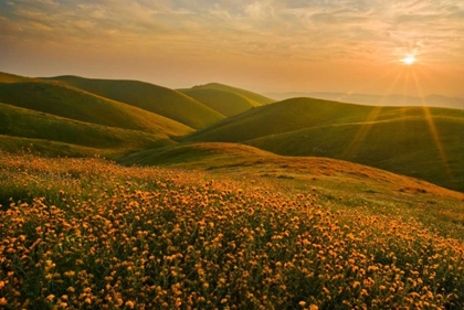 Picture of SPRING RIOT I