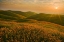 Picture of SPRING RIOT I