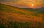 Picture of SPRING RIOT II