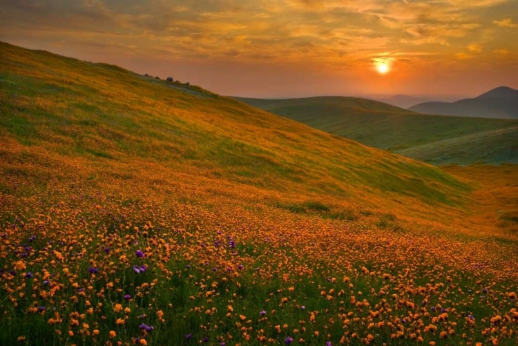 Picture of SPRING RIOT II